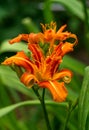 A bush of red tiger lilies in the garden in a flower bed. Royalty Free Stock Photo