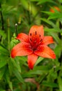 A bush of red tiger lilies in the garden in a flower bed. Royalty Free Stock Photo