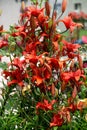 A bush of red tiger lilies in the garden in a flower bed Royalty Free Stock Photo