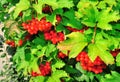 Bush of red viburnum berries