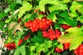 Bush of red viburnum berries