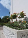 Bush  of red  and yellow roses on the white wall background in sunny park of Saint-Petersburg Royalty Free Stock Photo