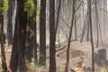 Bush regeneration in the aftermath of bush fires
