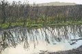 Bush regeneration after bushfire