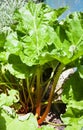 Bush of Rheum plant (rhubarb, pieplant) in garden Royalty Free Stock Photo