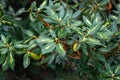 A bush of rhododendrons with green with a yellow stripe leaves and flowered buds.