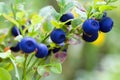 Bush of a ripe bilberry Royalty Free Stock Photo
