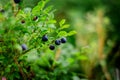 Bush of a ripe bilberry and blueberry in the summer closeup Royalty Free Stock Photo