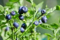 Bush of a ripe bilberry closeup. Bush of berries Royalty Free Stock Photo