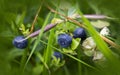 Bush of a ripe bilberry Royalty Free Stock Photo