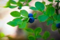 Bush of a ripe bilberry in the summer closeup Royalty Free Stock Photo