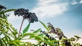 A bush of ripe elderberries on a background of a beautiful sky, ripe black berries Royalty Free Stock Photo