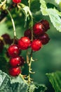 Bush of ripe juicy red currant and fresh green leaves Royalty Free Stock Photo