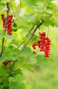 Bush of ripe red currant berries growing in garden