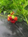 Bush of ripe red strawberry clusters with green leaves and berries Royalty Free Stock Photo