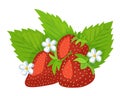 A bush of ripe strawberries, isolated on a white background. Beautiful juicy berries. A design element of kitchen utensils.