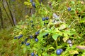Bush ripe sweet blueberries.