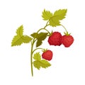 Bush of ripe wild strawberries. Vector illustration on a white background.