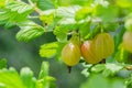 A bush of ripe yellow-green berries of gooseberry with a magnificent taste Royalty Free Stock Photo