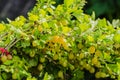 A bush of ripe yellow-green berries of gooseberry with a magnificent taste Royalty Free Stock Photo