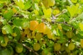 A bush of ripe yellow-green berries of gooseberry with a magnificent taste Royalty Free Stock Photo