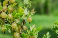 A bush of ripe yellow-green berries of gooseberry with a magnificent taste Royalty Free Stock Photo