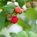 Ripening raspberries on bush in summer. Closeup of raspberries in different stadium of vegetarien growth Royalty Free Stock Photo