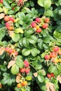 Bush of ripening rosehips