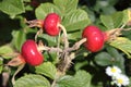 Bush of ripening rosehips Royalty Free Stock Photo