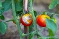 On the bush is a ripening tomato with spots, affected by late blight. Fungal diseases of tomato, prevention and care Royalty Free Stock Photo