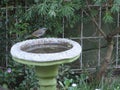 Bush Robin Garden Beauty