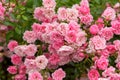 Pink roses blooming in a garden, nature background