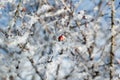 The bush of rosa dumalis (glaucous dog rose, rose hip) in winter Royalty Free Stock Photo