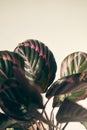 Bush rose calathea medallion in a pot on a shelf