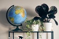 Bush rose calathea medallion in a pot on a shelf