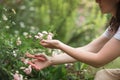 Bush rose flowers in summer Ornamental garden. girl woman cuts a branch. Gardening and Landscaped.