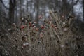 Bush rose girl winter snow berries red beauty.