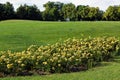 Bush rose with yellow buds on the background of a hilly meadow.