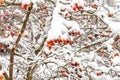A bush of rosehips, berries covered with snow