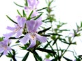 Bush Rosemary Flowers Royalty Free Stock Photo