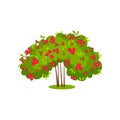 Bush of roses with bright pink petals. Flowering garden plant. Green shrub with beautiful flowers. Flat vector icon