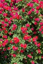 Bush of roses on bright Royalty Free Stock Photo