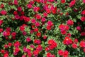 Bush of roses on bright Royalty Free Stock Photo
