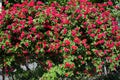 Bush of roses on bright Royalty Free Stock Photo