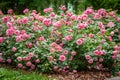 Bush of roses on bright summer day. Royalty Free Stock Photo