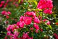 Bush of roses on bright summer day. Rose flower on background blurry pink roses flower in the garden of roses. Nature. Soft focus Royalty Free Stock Photo