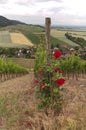 A bush of roses next to rows of vines in perspective on grape growing farm Royalty Free Stock Photo