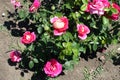 Bush of rose with pink and white flowers Royalty Free Stock Photo