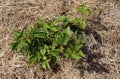 Bush of Rubus and mulch Royalty Free Stock Photo