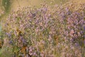 bush of salt aster (Tripolium pannonicum) Royalty Free Stock Photo